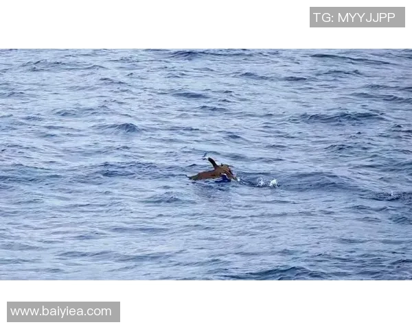 福冈与赞崎精彩对决直播全程回顾与精彩瞬间分析